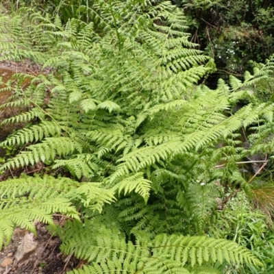 Diplazium australe (Austral Lady Fern) at Mittagong, NSW - 14 Nov 2023 by plants