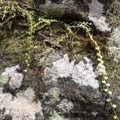 Asplenium flabellifolium (Necklace Fern) at Mittagong, NSW - 14 Nov 2023 by plants