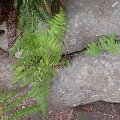 Histiopteris incisa (Bat's-Wing Fern) at Mittagong, NSW - 14 Nov 2023 by plants