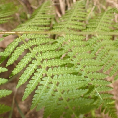 Hypolepis rugosula (Ruddy Ground-Fern) at Mittagong, NSW - 14 Nov 2023 by plants