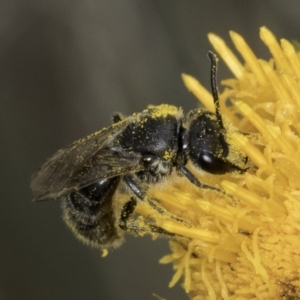 Lasioglossum (Chilalictus) sp. (genus & subgenus) at McKellar, ACT - 14 Nov 2023 10:52 AM