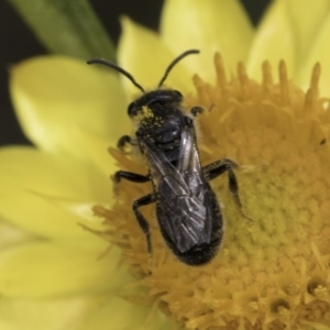 Lasioglossum (Chilalictus) sp. (genus & subgenus) at McKellar, ACT - 14 Nov 2023 10:52 AM