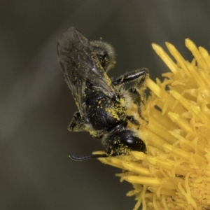 Lasioglossum (Chilalictus) sp. (genus & subgenus) at McKellar, ACT - 14 Nov 2023 10:52 AM