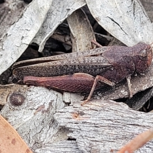 Cirphula pyrrhocnemis at Dryandra St Woodland - 15 Nov 2023 12:07 PM