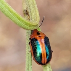 Calomela curtisi (Acacia leaf beetle) at Dryandra St Woodland - 15 Nov 2023 by trevorpreston