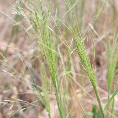 Lachnagrostis filiformis (Blown Grass) at Dryandra St Woodland - 15 Nov 2023 by trevorpreston