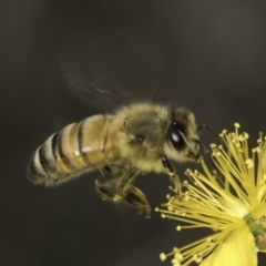 Apis mellifera (European honey bee) at Croke Place Grassland (CPG) - 13 Nov 2023 by kasiaaus