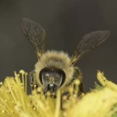 Apis mellifera at Croke Place Grassland (CPG) - 14 Nov 2023