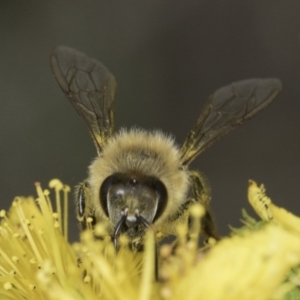 Apis mellifera at McKellar, ACT - 14 Nov 2023 10:56 AM