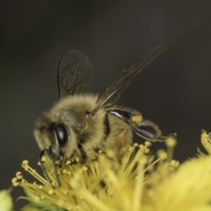 Apis mellifera at Croke Place Grassland (CPG) - 14 Nov 2023