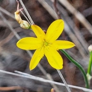 Tricoryne elatior at Dryandra St Woodland - 15 Nov 2023