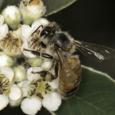 Apis mellifera (European honey bee) at McKellar, ACT - 13 Nov 2023 by kasiaaus