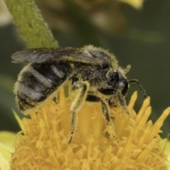 Lasioglossum (Chilalictus) sp. (genus & subgenus) at McKellar, ACT - 14 Nov 2023