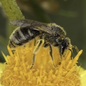 Lasioglossum (Chilalictus) sp. (genus & subgenus) at McKellar, ACT - 14 Nov 2023