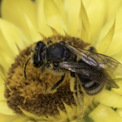 Lasioglossum (Chilalictus) sp. (genus & subgenus) (Halictid bee) at Croke Place Grassland (CPG) - 14 Nov 2023 by kasiaaus