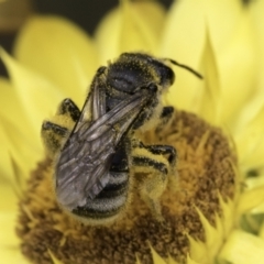 Lasioglossum (Chilalictus) sp. (genus & subgenus) at Croke Place Grassland (CPG) - 14 Nov 2023