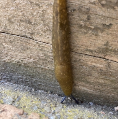 Limacus flavus (Yellow Cellar Slug) at Wamboin, NSW - 15 Nov 2023 by Komidar