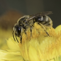 Lasioglossum (Chilalictus) sp. (genus & subgenus) (Halictid bee) at McKellar, ACT - 14 Nov 2023 by kasiaaus