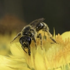 Lasioglossum (Chilalictus) sp. (genus & subgenus) at McKellar, ACT - 14 Nov 2023 11:00 AM