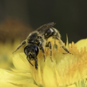 Lasioglossum (Chilalictus) sp. (genus & subgenus) at Croke Place Grassland (CPG) - 14 Nov 2023