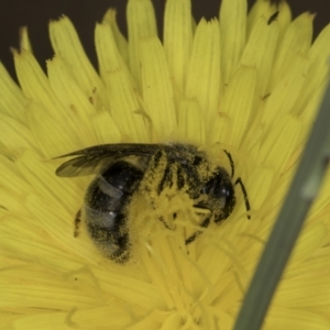 Lasioglossum (Chilalictus) sp. (genus & subgenus) at Croke Place Grassland (CPG) - 14 Nov 2023