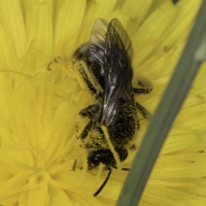 Lasioglossum (Chilalictus) sp. (genus & subgenus) at Croke Place Grassland (CPG) - 14 Nov 2023