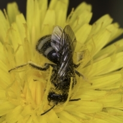 Lasioglossum (Chilalictus) sp. (genus & subgenus) at Croke Place Grassland (CPG) - 14 Nov 2023