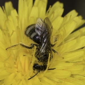 Lasioglossum (Chilalictus) sp. (genus & subgenus) at Croke Place Grassland (CPG) - 14 Nov 2023