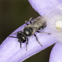 Lasioglossum (Chilalictus) sp. (genus & subgenus) (Halictid bee) at McKellar, ACT - 14 Nov 2023 by kasiaaus