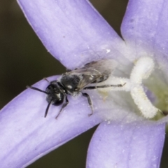 Lasioglossum (Chilalictus) sp. (genus & subgenus) at McKellar, ACT - 14 Nov 2023 11:05 AM