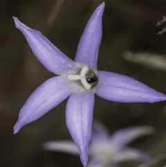 Lasioglossum (Chilalictus) sp. (genus & subgenus) at McKellar, ACT - 14 Nov 2023 11:05 AM