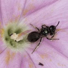 Lasioglossum (Homalictus) sphecodoides (Furrow Bee) at Croke Place Grassland (CPG) - 14 Nov 2023 by kasiaaus