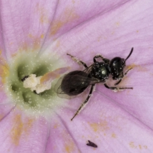 Lasioglossum (Homalictus) sphecodoides at McKellar, ACT - 14 Nov 2023