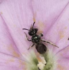 Lasioglossum (Homalictus) sphecodoides at McKellar, ACT - 14 Nov 2023