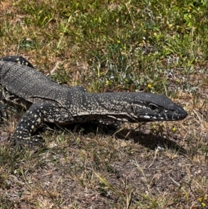 Varanus rosenbergi at Lower Cotter Catchment - suppressed