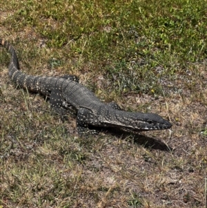 Varanus rosenbergi at Lower Cotter Catchment - suppressed