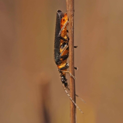 Chauliognathus lugubris (Plague Soldier Beetle) at Pomaderris Nature Reserve - 12 Nov 2023 by ConBoekel