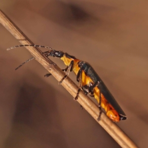 Chauliognathus lugubris at Pomaderris Nature Reserve - 12 Nov 2023 10:39 AM