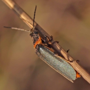 Chauliognathus lugubris at Pomaderris Nature Reserve - 12 Nov 2023 10:39 AM