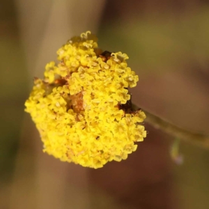 Craspedia variabilis at Pomaderris Nature Reserve - 12 Nov 2023