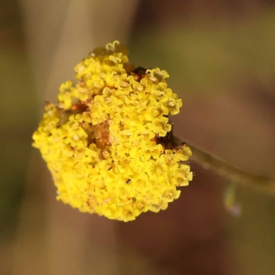 Craspedia variabilis (Common Billy Buttons) at Pomaderris Nature Reserve - 12 Nov 2023 by ConBoekel