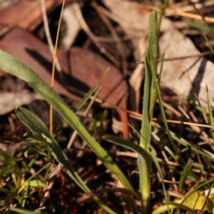 Craspedia variabilis at Pomaderris Nature Reserve - 12 Nov 2023