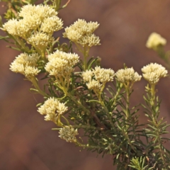 Cassinia aculeata subsp. aculeata (Dolly Bush, Common Cassinia, Dogwood) at Pomaderris Nature Reserve - 12 Nov 2023 by ConBoekel