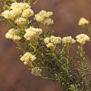 Cassinia aculeata subsp. aculeata at Pomaderris Nature Reserve - 12 Nov 2023