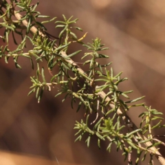 Cassinia aculeata subsp. aculeata at Pomaderris Nature Reserve - 12 Nov 2023 10:57 AM