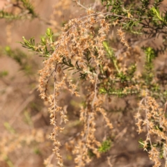 Cassinia sifton (Sifton Bush, Chinese Shrub) at Pomaderris Nature Reserve - 12 Nov 2023 by ConBoekel