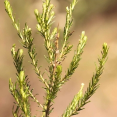 Cassinia sifton at Pomaderris Nature Reserve - 12 Nov 2023