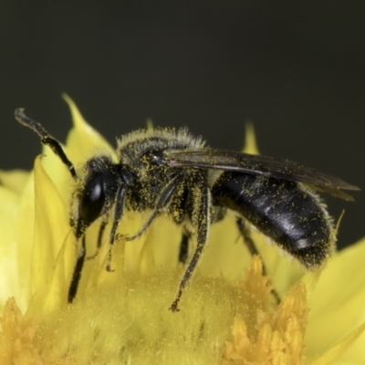 Lasioglossum (Chilalictus) sp. (genus & subgenus) (Halictid bee) at Croke Place Grassland (CPG) - 14 Nov 2023 by kasiaaus