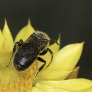 Lasioglossum (Chilalictus) sp. (genus & subgenus) at Croke Place Grassland (CPG) - 14 Nov 2023