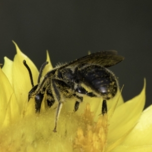 Lasioglossum (Chilalictus) sp. (genus & subgenus) at McKellar, ACT - 14 Nov 2023 11:09 AM